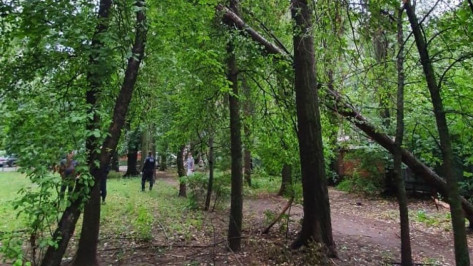 Сильный ветер за 40 минут сломал в Воронеже 6 деревьев
