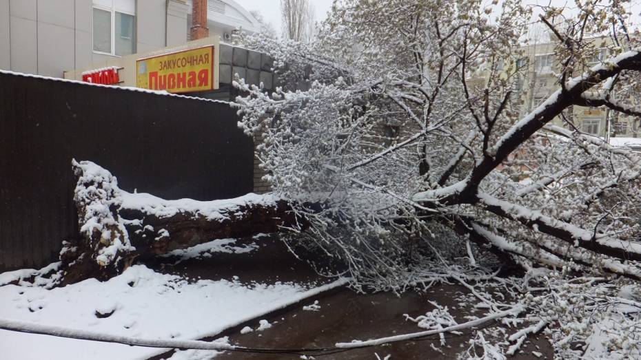 В Воронеже спасатели получили 50 заявок об упавших деревьях за день