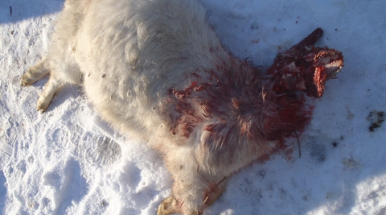 В Подгоренском районе неизвестное животное зарезало несколько коз и овец