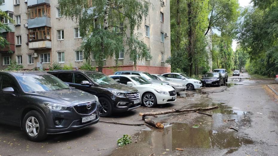 Сильный ветер сломал в Воронеже 30 деревьев