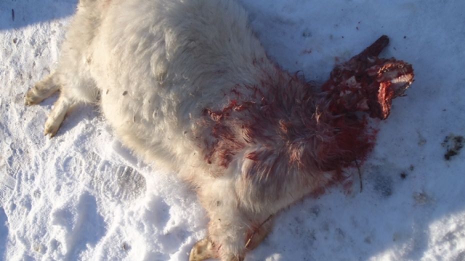 В Подгоренском районе неизвестное животное зарезало несколько коз и овец