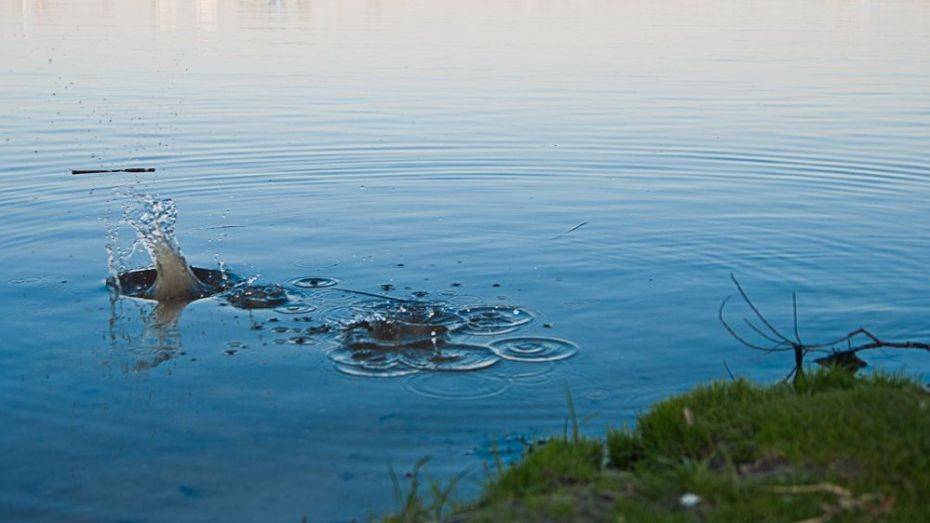 В Семилукском районе 43-летняя женщина утонула в частном пруду