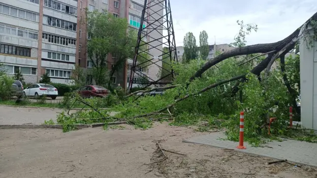 Сильный ветер повредил в Воронеже 18 деревьев
