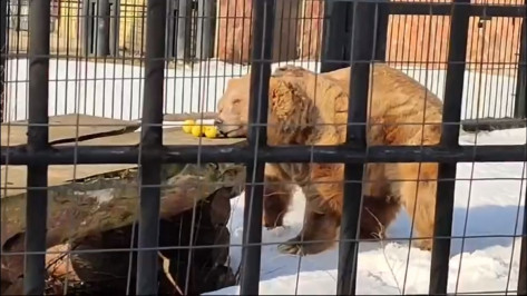 Медведи в Воронежском зоопарке вышли из зимней спячки