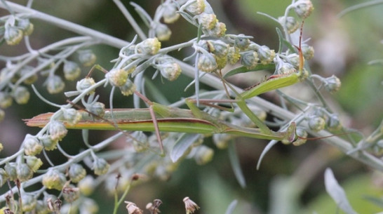 В Воронежском заповеднике впервые в этом сезоне обнаружили самца богомола