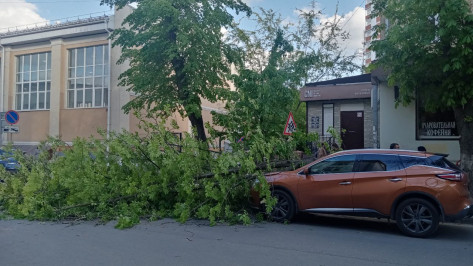 Дерево рухнуло на машину в центре Воронежа возле дома, где погибла пенсионерка