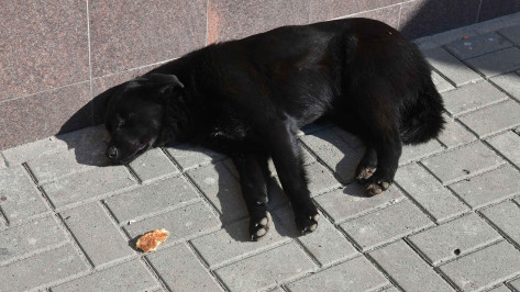 Большую стаю бездомных собак заметили на центральной площади Воронежа