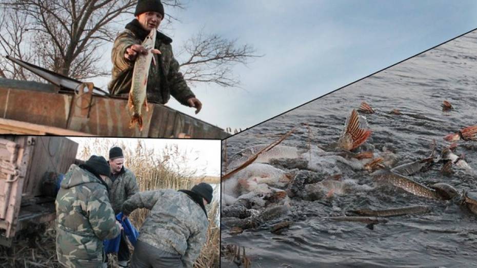 В Терновском районе рыбаки «защучили» пруд