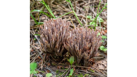 В Воронежском заповеднике нашли новый вид грибов