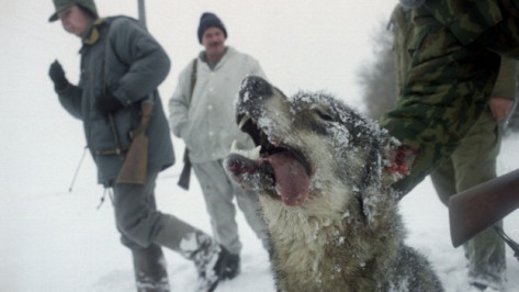 В Кантемировке бешеный волк напал на людей 