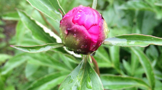 Грозовой дождь снизит градусы в Воронеже