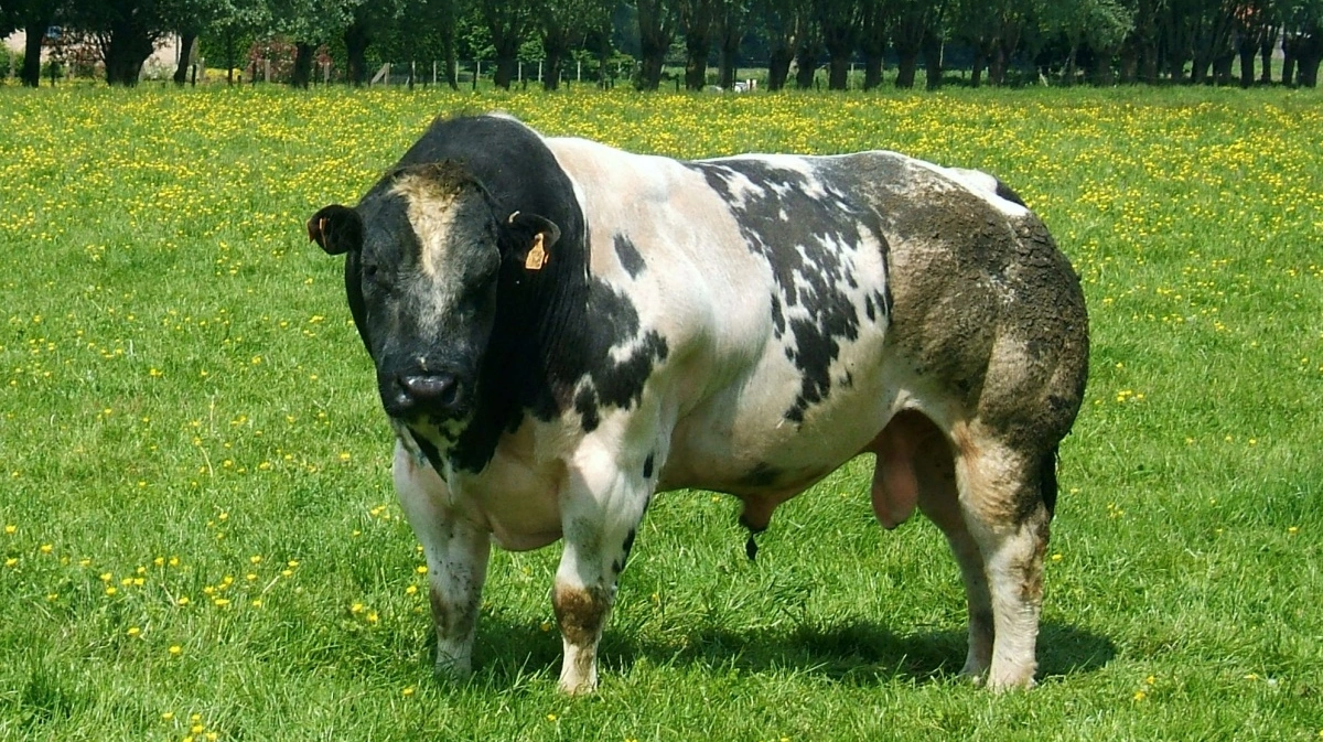 Бельгийская корова