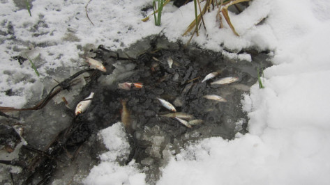 Массовую гибель рыбы в Усманке под Воронежем вызвал сброс стоков в Липецкой области