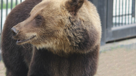 В Воронежском зоопарке медведи проснулись от спячки