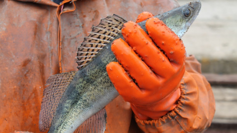 Кантемировские рыбаки выпустили в пруд 3 тонны мальков