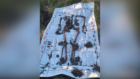 Останки красноармейцев были найдены в Воронежской области