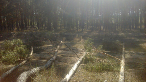 Добровольцы научат воронежцев основам поиска людей