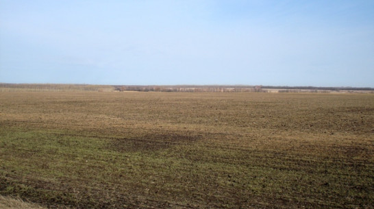 В воронежском «Продимексе» дали высокую оценку состоянию озимых культур