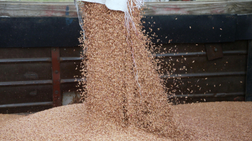 Зараженную партию пшеницы обнаружили в Воронежской области