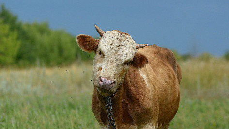 Голову коровы нашли в Воронеже рядом с лицеем
