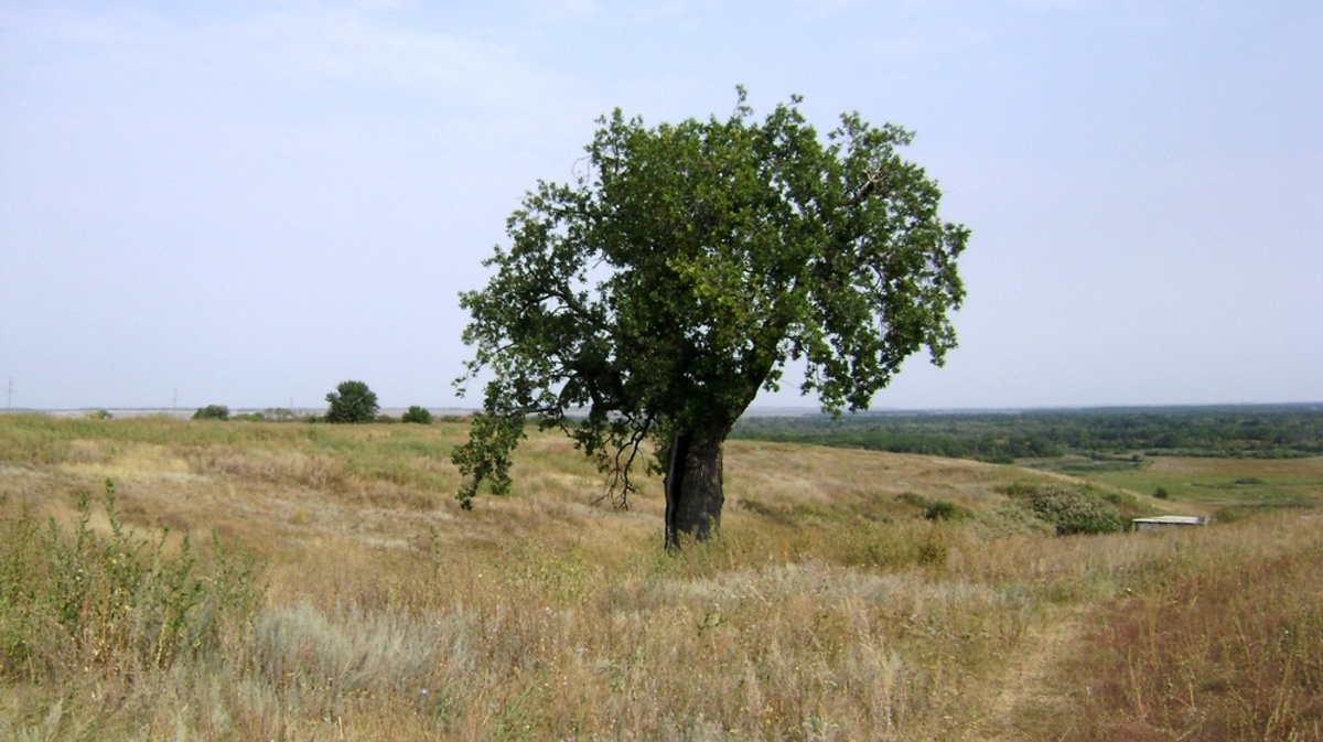 Деревья волгоградской области фото и названия для детей