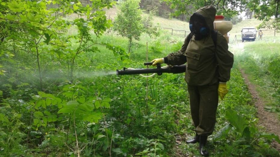 В Воронежской области вдвое увеличили план обработки территорий от комаров