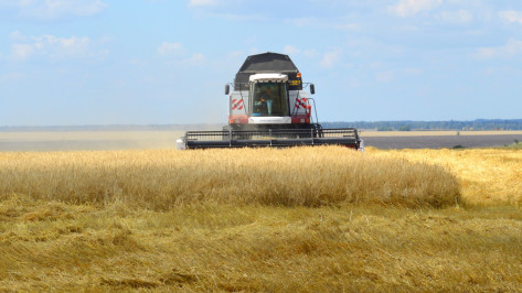 Аграрии Терновского района завершили уборку ранних зерновых