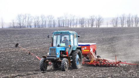 В Воронежской области заготовили 123,7 тыс т семян для весеннего сева