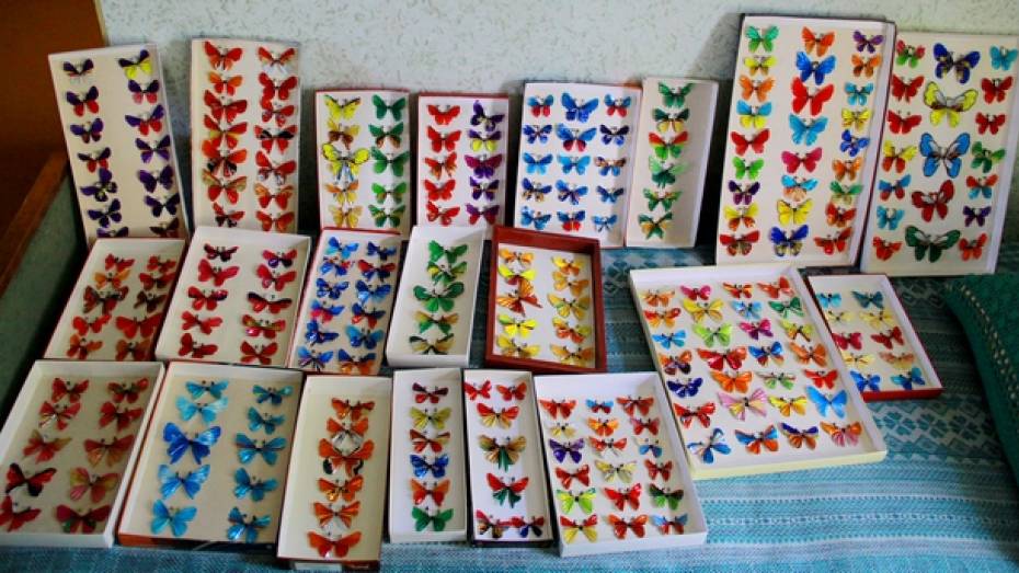 В доме семилукской пенсионерки живут тысячи бабочек