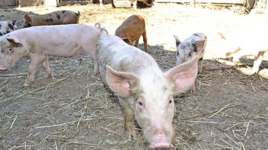 В Грибановском районе продолжается ликвидация поголовья свиней