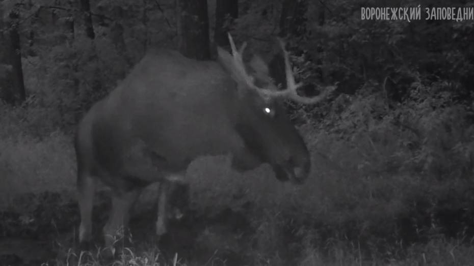 Борьба лося с фотоловушкой попала на видео в Воронежском заповеднике