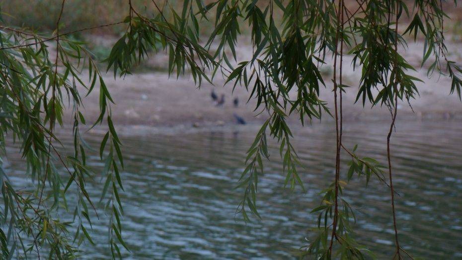 Власти проверили озеро Круглое после жалоб воронежцев