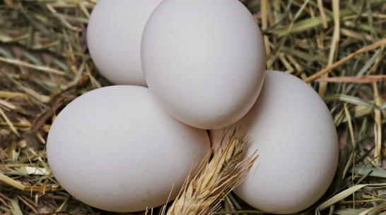 В Воронежской области в 2025 году аграрии получили более 1 млрд яиц