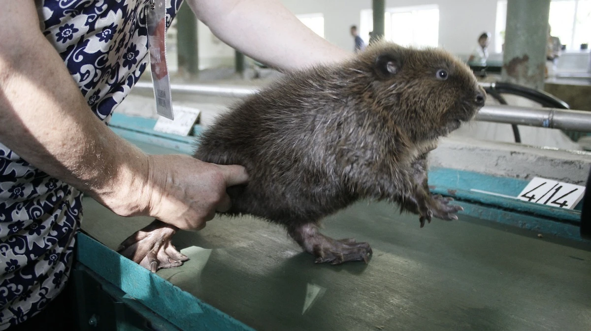 Мәскеудегі аналардың порно видеолары