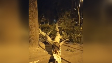 Дерево упало возле детской площадки в Центральном парке Воронежа