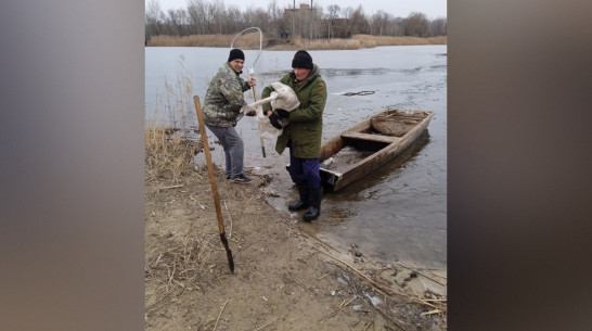 В Воронежской области спасли лебедя, который не улетел на юг