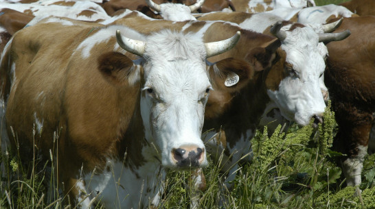 Более 800 тыс т молока произвели в Воронежской области в 2021 году