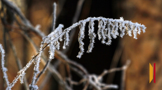 В Воронежскую область придут заморозки до -4 градусов