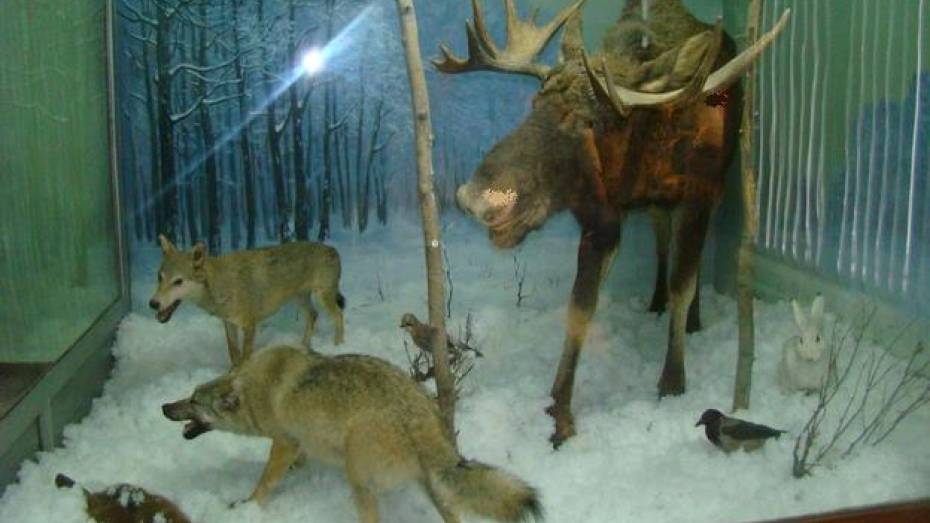Музей природы Хоперского природного заповедника пополнился новыми экспонатами
