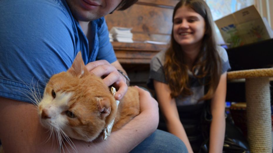 Воронежцы подарили бездомным кошкам машину подарков