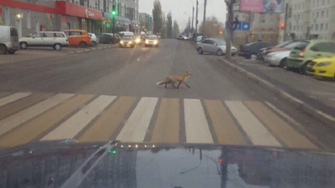 Воронежцы сфотографировали перебегавшую дорогу лису в Коминтерновском районе