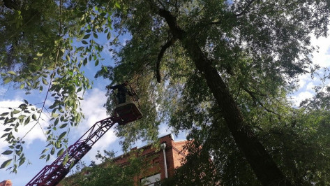 Альпинист помог снять котенка с высокого дерева в Воронеже