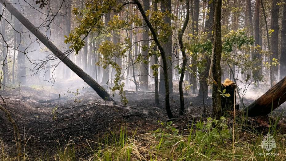 Новый пожар вспыхнул в Воронежском биосферном заповеднике