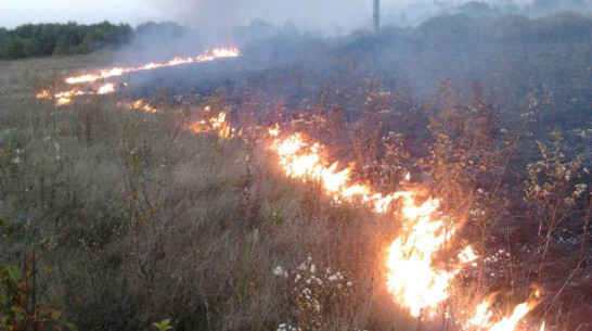 В Верхнехавском районе школьники тушили горящие луга