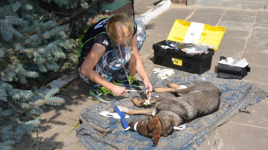 Верхнемамонские журналисты помогли спасти собаку со сломанной лапой