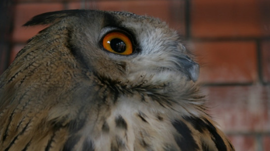 В воронежском зоопарке появился еще один филин