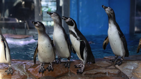 Редкие пингвины Гумбольдта из Приморья прибыли в Воронежский океанариум