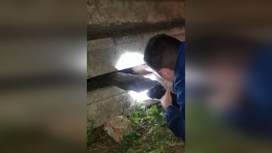 Спасение щенков из-под бетонных плит в центре Воронежа попало на видео