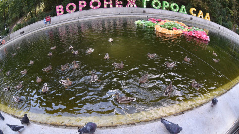 Фестиваль «Город-сад» пройдет в Воронеже 3 и 4 сентября