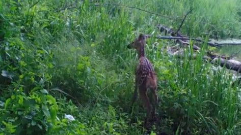 Воронежский заповедник опубликовал видео с детенышами оленей и лосей